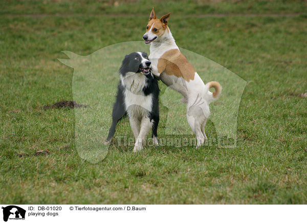 spielende Hunde / playing dogs / DB-01020
