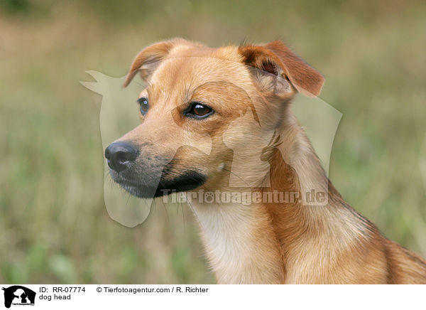 Portrait eines Mischlings / dog head / RR-07774