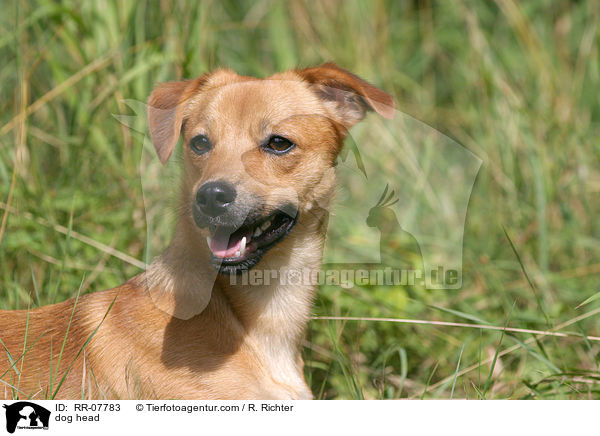 Portrait eines Mischlings / dog head / RR-07783