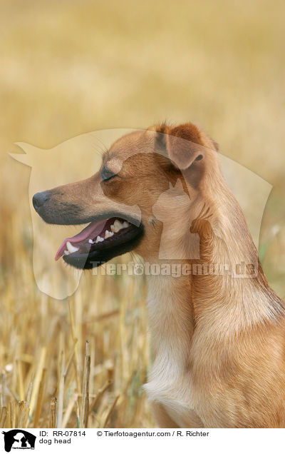 Portrait eines Mischlings / dog head / RR-07814