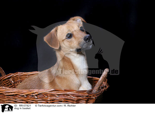 Hund im Krbchen / dog in basket / RR-07821