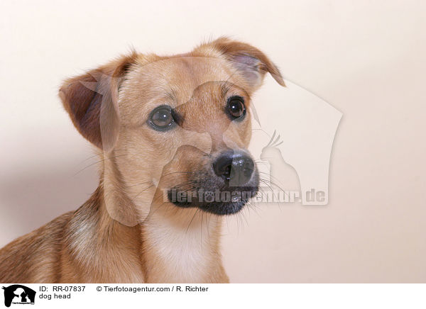 Hundekopf / dog head / RR-07837