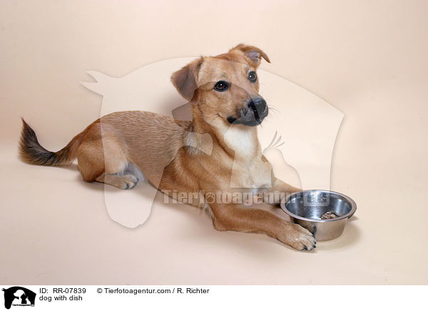 Hund vor Futternapf / dog with dish / RR-07839