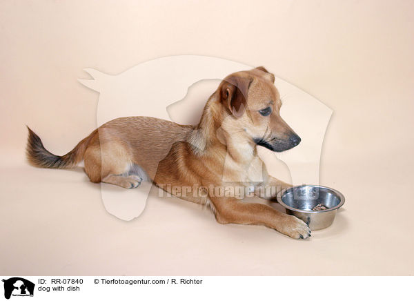 Hund vor Futternapf / dog with dish / RR-07840