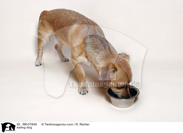 fressender Hund / eating dog / RR-07846