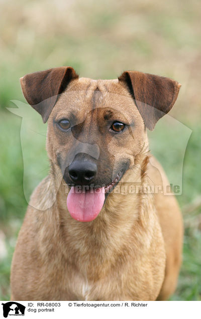 Hundeportrait / dog portrait / RR-08003
