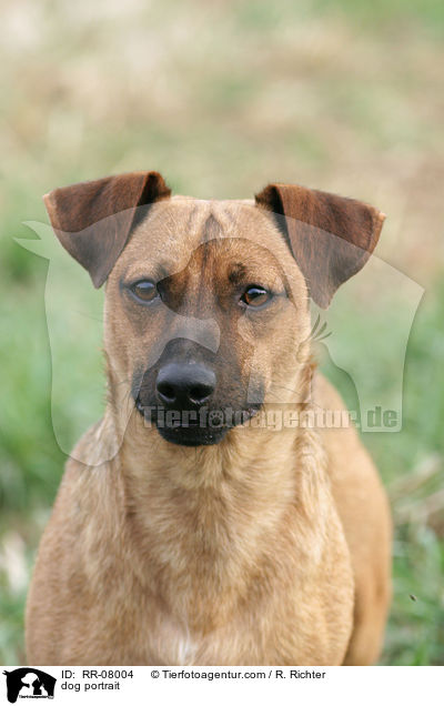Hundeportrait / dog portrait / RR-08004