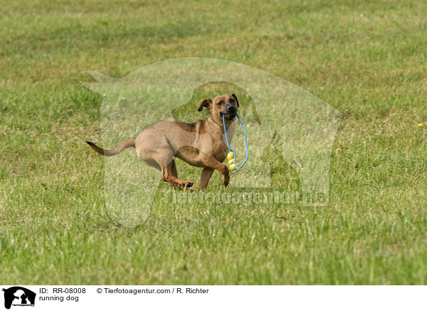 rennender Hund / running dog / RR-08008