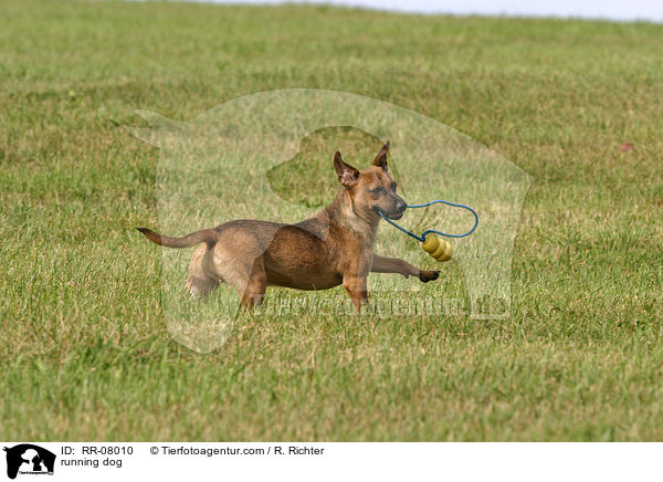 rennender Hund / running dog / RR-08010