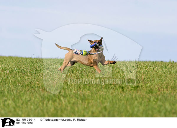 rennender Hund / running dog / RR-08014