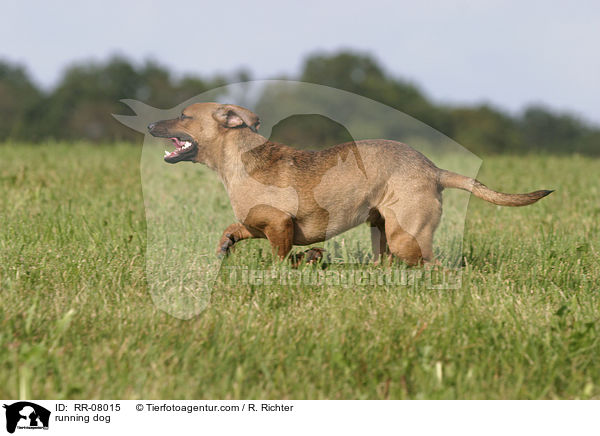 rennender Hund / running dog / RR-08015