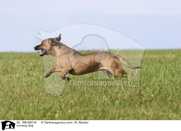 rennender Hund / running dog / RR-08016