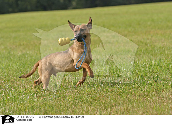 rennender Hund / running dog / RR-08017
