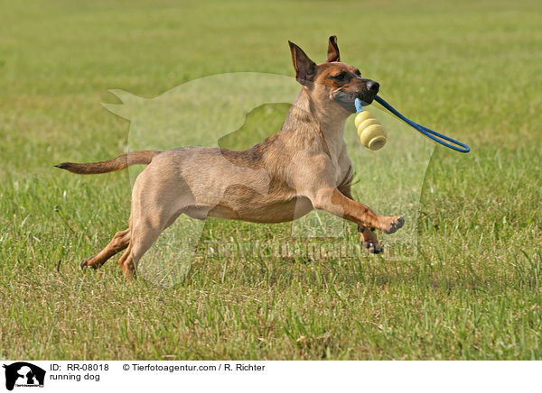 rennender Hund / running dog / RR-08018
