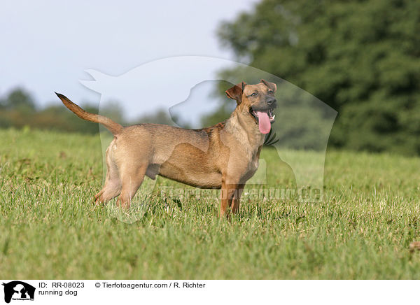 rennender Hund / running dog / RR-08023