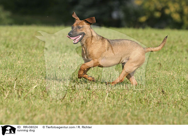 rennender Hund / running dog / RR-08024