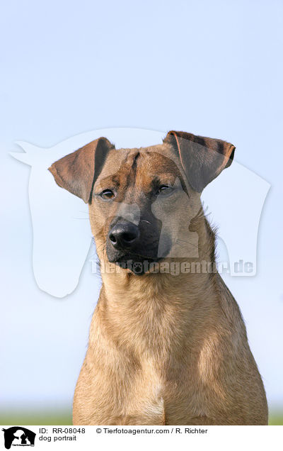 dog portrait / RR-08048