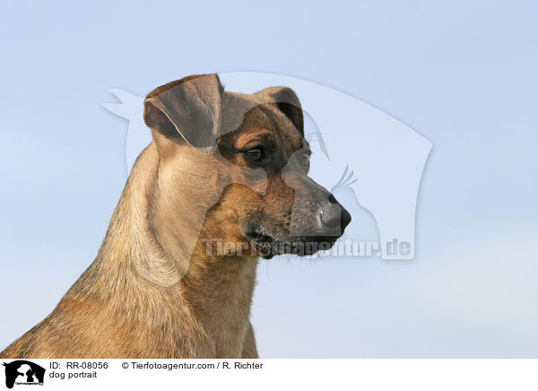 Hundeportrait / dog portrait / RR-08056