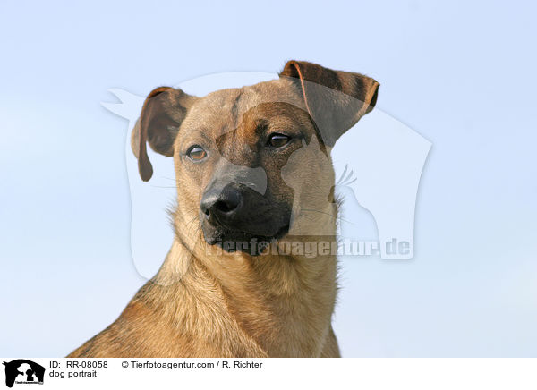 Hundeportrait / dog portrait / RR-08058