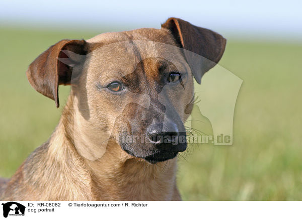 dog portrait / RR-08082