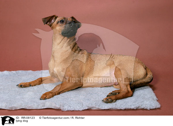 liegender Hund / lying dog / RR-08123