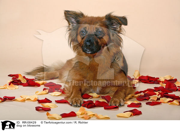 Hund auf Blten / dog on blossoms / RR-08429
