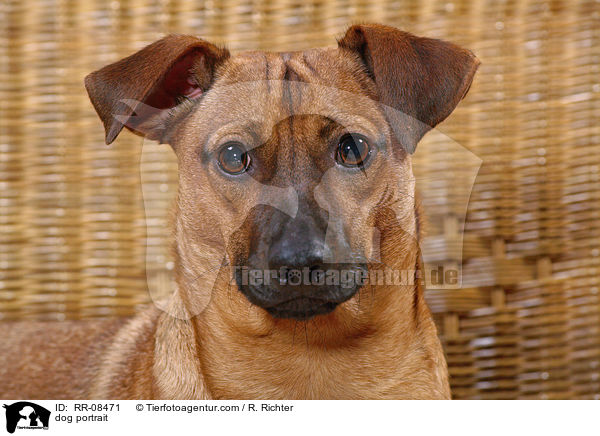 Hund im Portrait / dog portrait / RR-08471