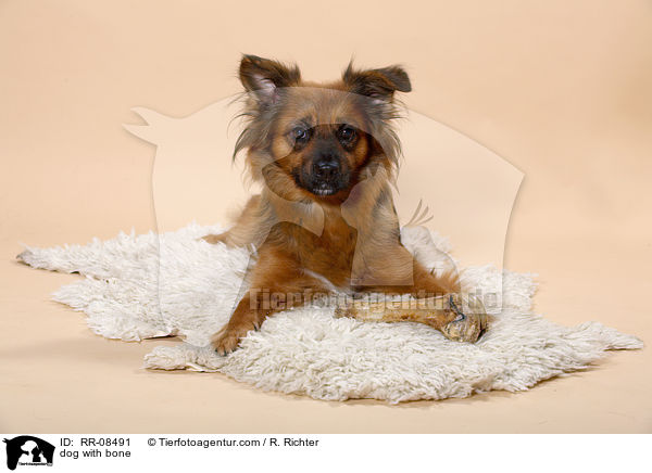 dog with bone / RR-08491