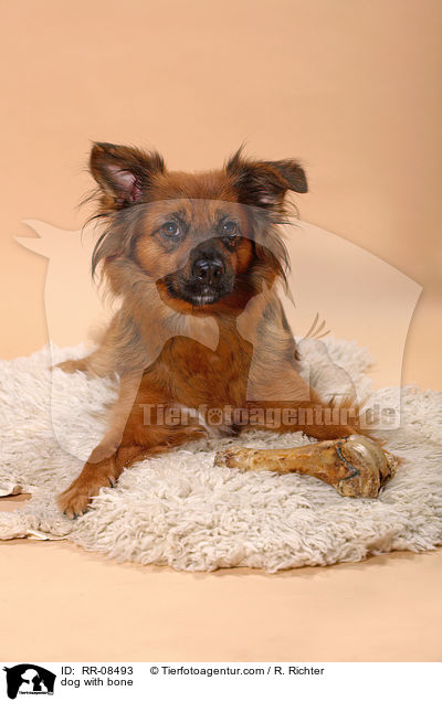 Hund mit Knochen / dog with bone / RR-08493