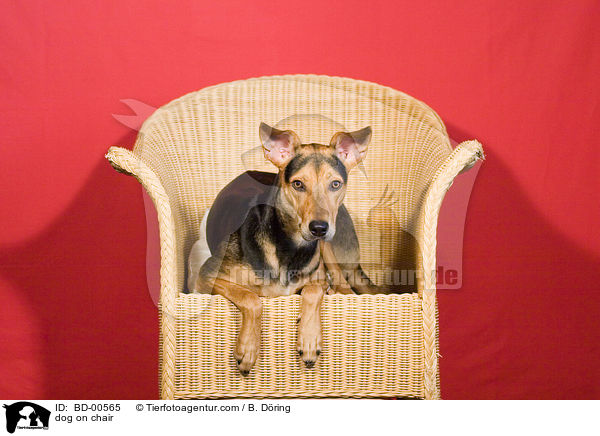 dog on chair / BD-00565