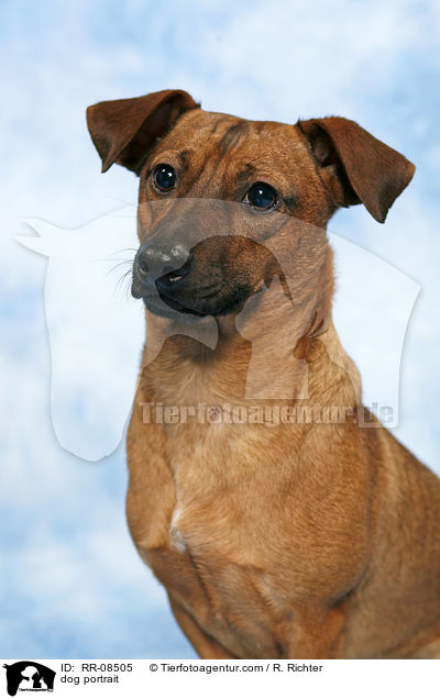 dog portrait / RR-08505