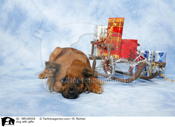 dog with gifts / RR-08509