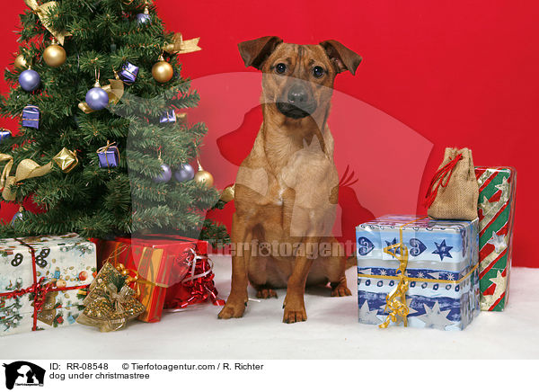 dog under christmastree / RR-08548