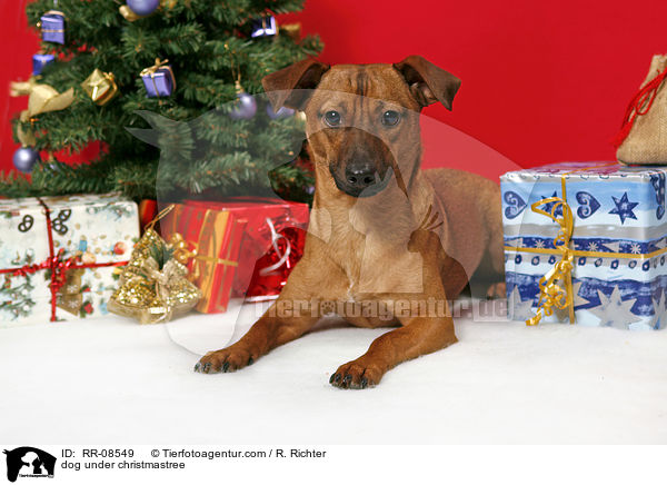 dog under christmastree / RR-08549