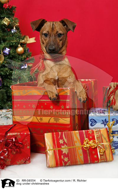 dog under christmastree / RR-08554
