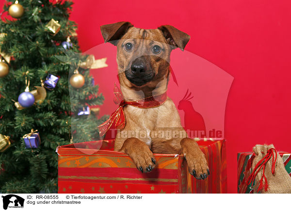 dog under christmastree / RR-08555