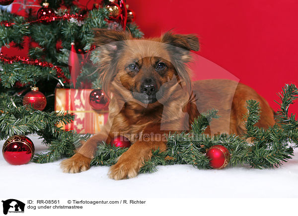 dog under christmastree / RR-08561