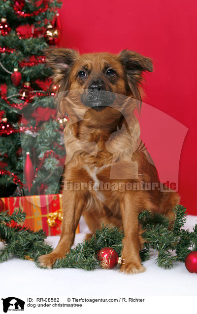 Hund unterm Weihnachtsbaum / dog under christmastree / RR-08562