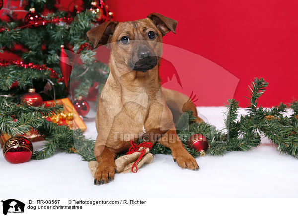Hund unterm Weihnachtsbaum / dog under christmastree / RR-08567