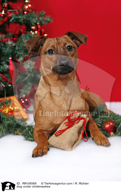 dog under christmastree / RR-08568