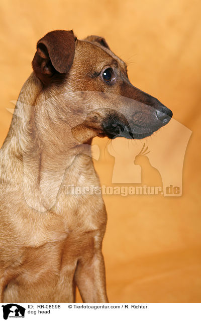 Mischling Portrait / dog head / RR-08598
