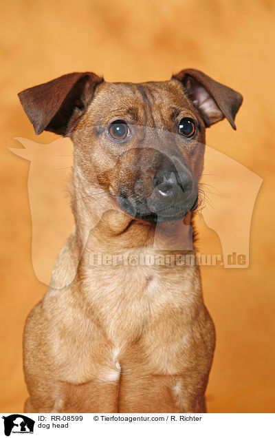 Mischling Portrait / dog head / RR-08599