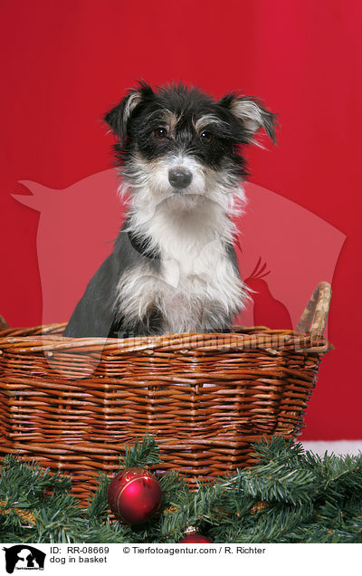 Mischling im Krbchen / dog in basket / RR-08669