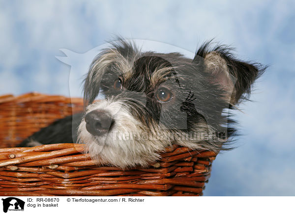 dog in basket / RR-08670