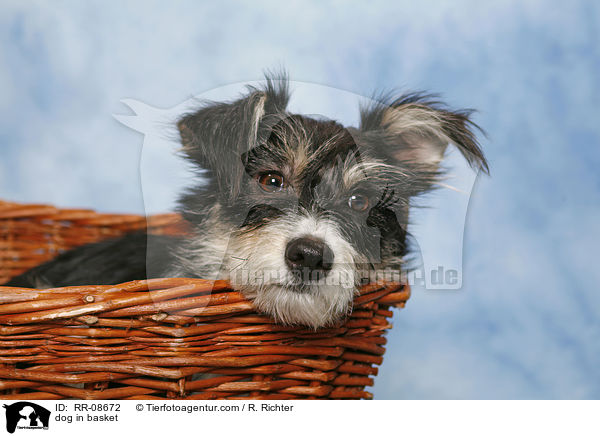 dog in basket / RR-08672