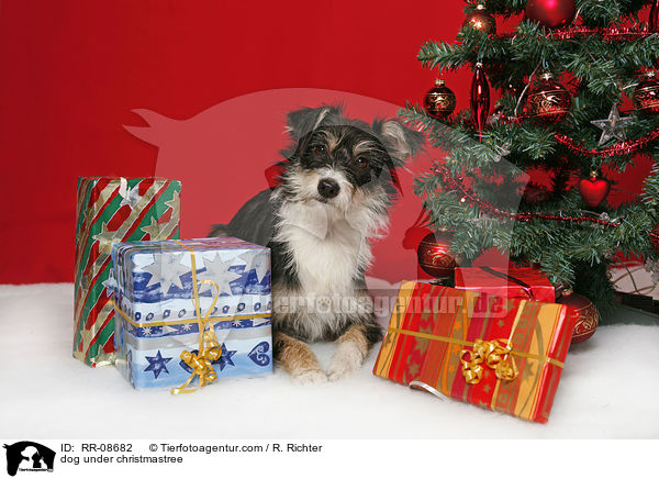 dog under christmastree / RR-08682