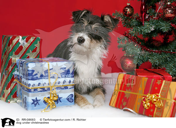 dog under christmastree / RR-08683