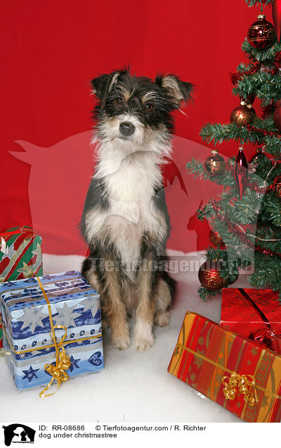 Hund unterm Weihnachtsbaum / dog under christmastree / RR-08686