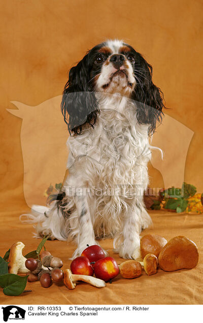 Cavalier King Charles Spaniel / Cavalier King Charles Spaniel / RR-10353