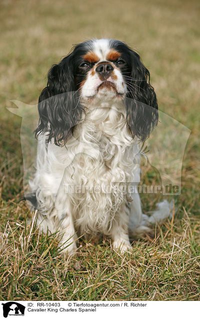 Cavalier King Charles Spaniel / Cavalier King Charles Spaniel / RR-10403